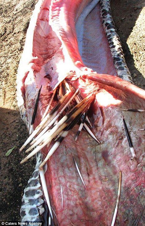 African rock Python eats a 13.8 kg Porcupine and dies